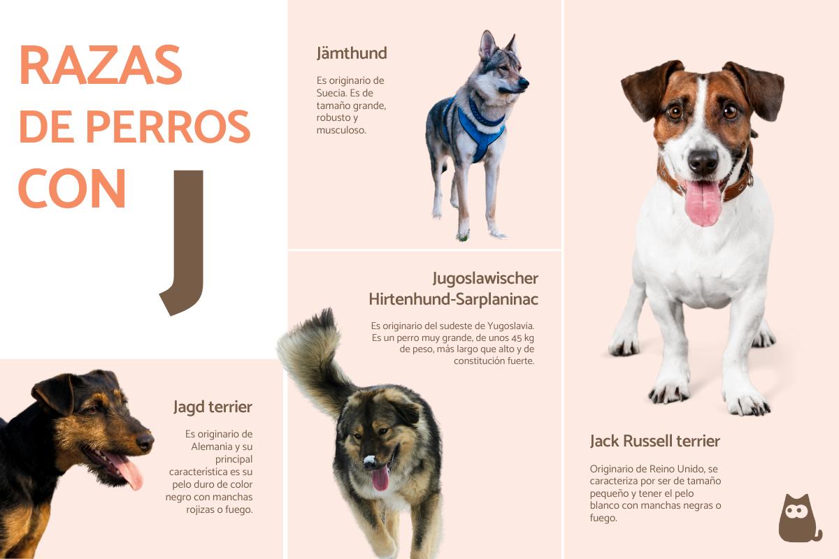 Razas de perros con J