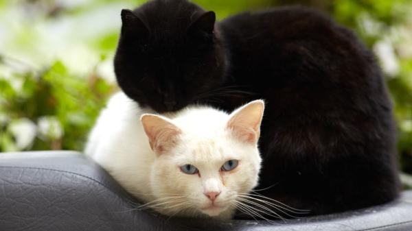 Las protectoras paralizan las adopciones de gatos negros en octubre y lanzan una advertencia a quienes ya conviven con uno: “Pueden utilizarlos con malas intenciones” - Rituales y abandonos: los motivos por los que las protectoras no dan gatos negros en octubre