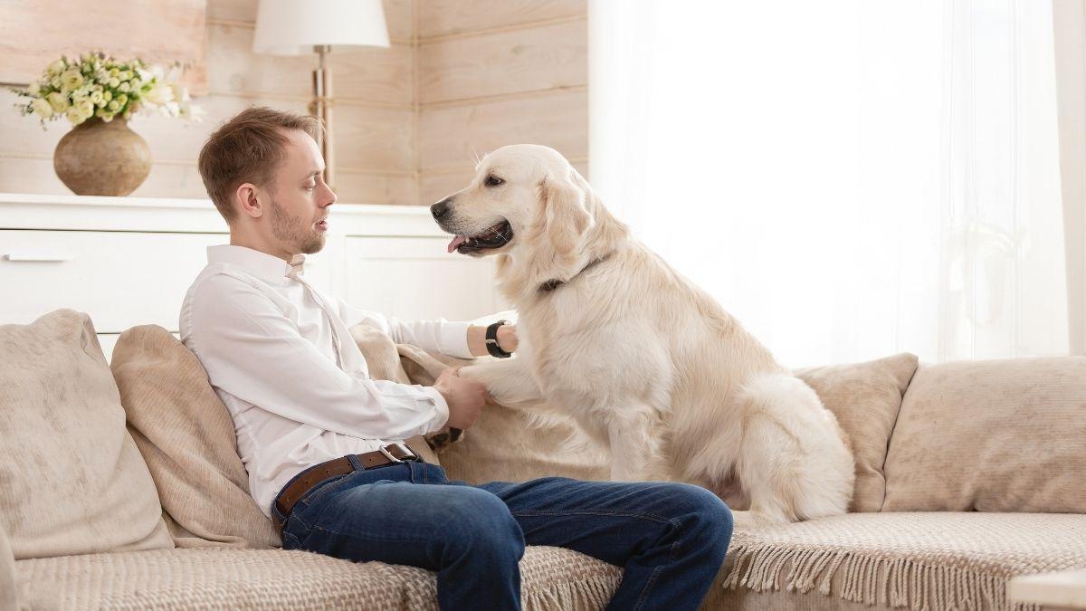 Casas pet friendly: lo que empieza a cambiar en tu casa (y en tu vida) cuando entra una mascota