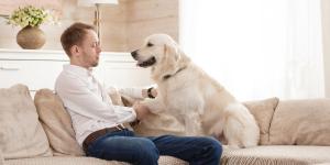 Casas pet friendly: lo que empieza a cambiar en tu casa (y en tu vida) cuando entra una mascota