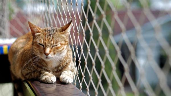 Casas pet friendly: lo que empieza a cambiar en tu casa (y en tu vida) cuando entra una mascota - Cocinas, balcones y terrazas bajo nuevas reglas