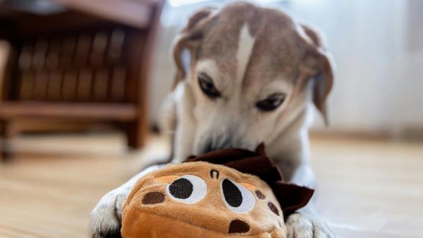 Casas pet friendly: lo que empieza a cambiar en tu casa (y en tu vida) cuando entra una mascota - El impacto que parece invisible: orden, limpieza y rutina