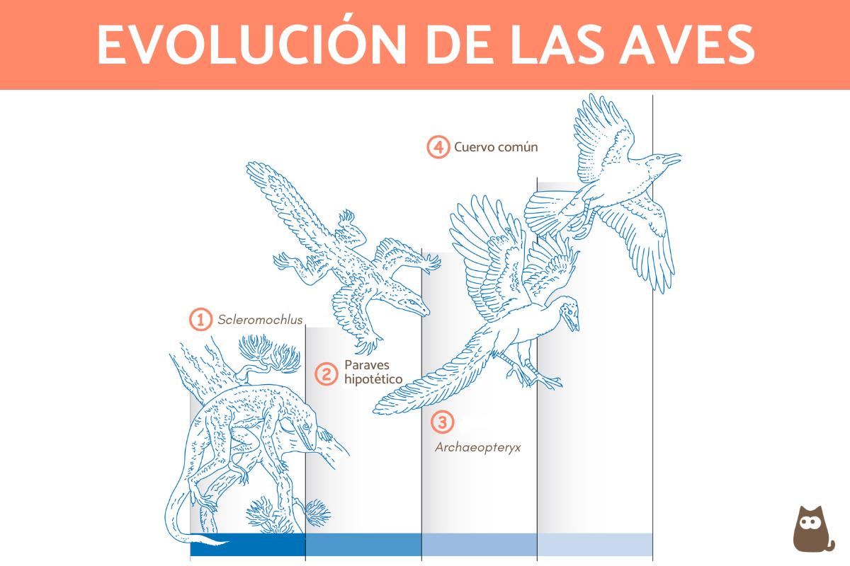 Origen y evolución de las aves