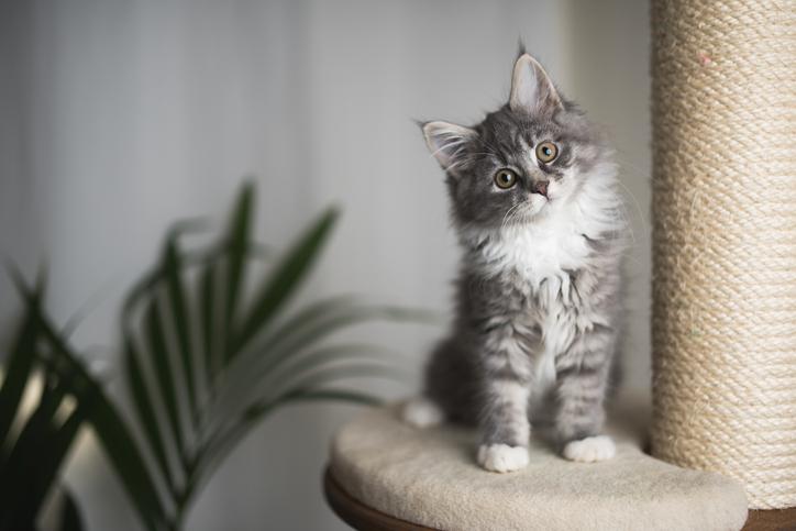 [Miniatura de blog: Preparar casa para nuevo gato]