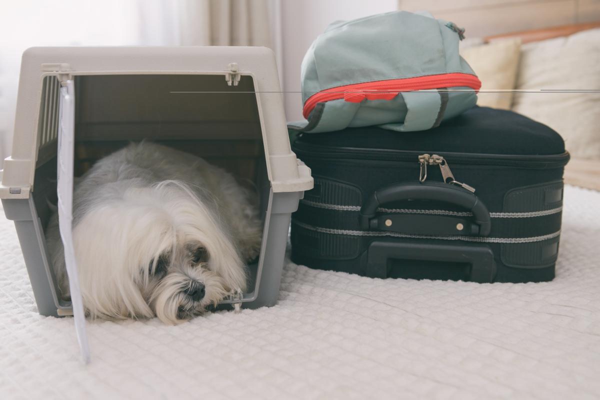¿Cómo viajar con perros?
