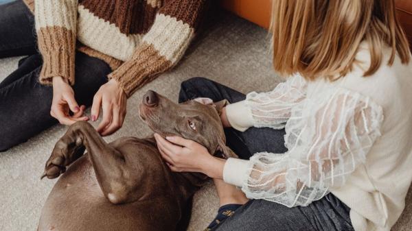 La ‘hormona del amor’ también se activa con cada mirada o caricia a tu perro o gato, según la ciencia - El papel del contacto físico y la convivencia