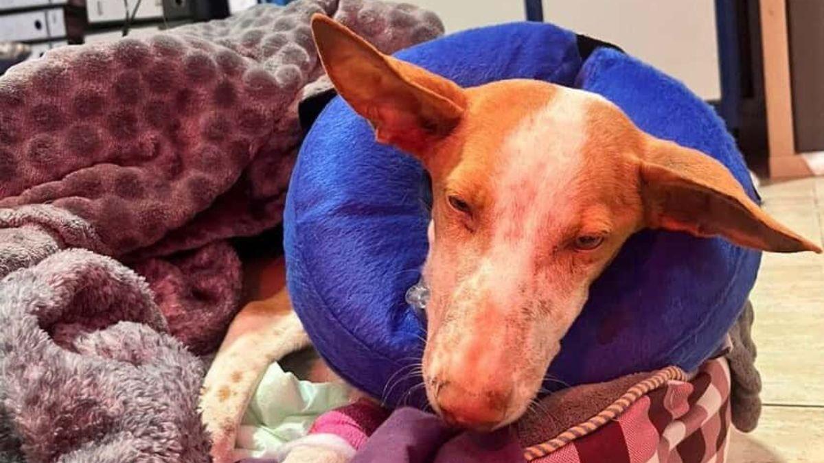 El milagro de Hana: así se recupera la podenca hallada moribunda en una bolsa de basura en Tenerife