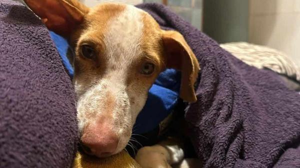 El milagro de Hana: así se recupera la podenca hallada moribunda en una bolsa de basura en Tenerife - Hanna no es un caso aislado: todos podemos ayudar a un perro abandonado