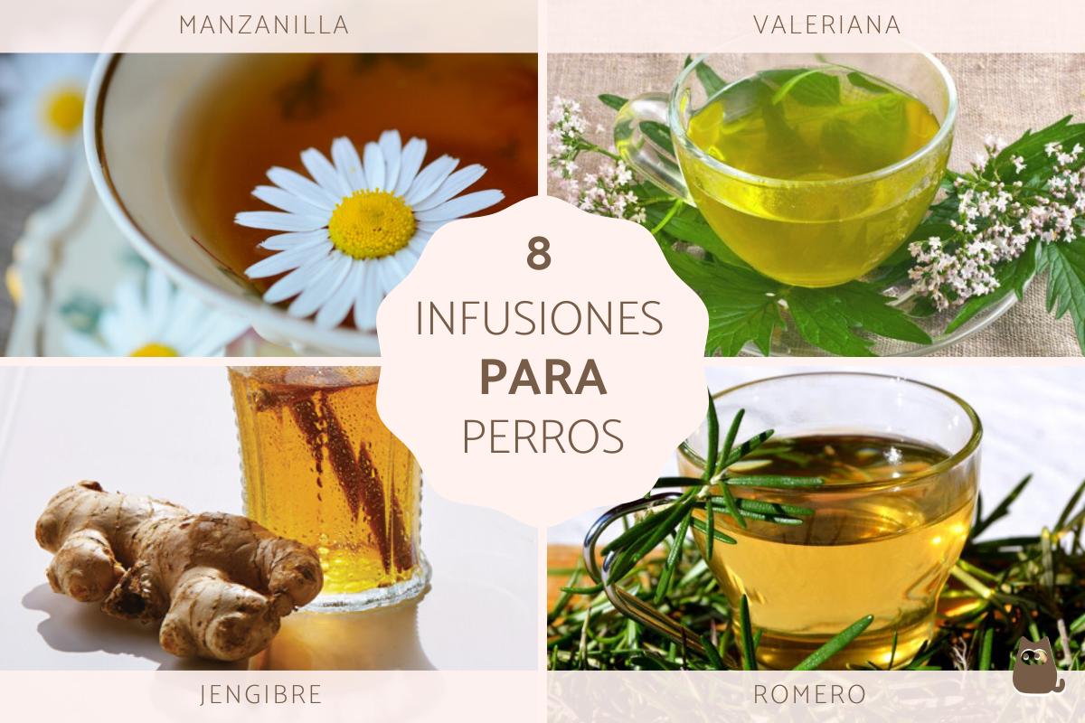 Infusiones para perros