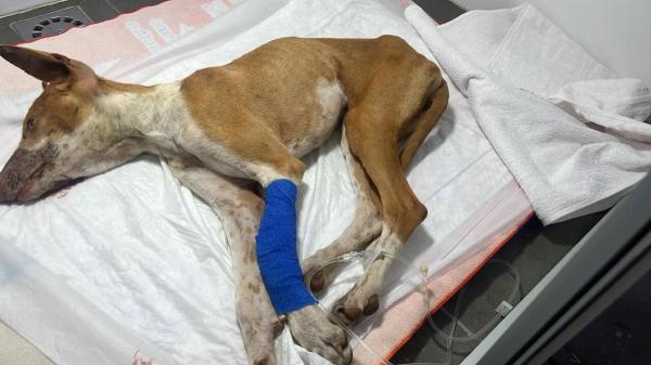 El milagro de Hana: así se recupera la podenca hallada moribunda en una bolsa de basura en Tenerife - Llegó sin respiración pero logró sobrevivir: así se está recuperando Hanna