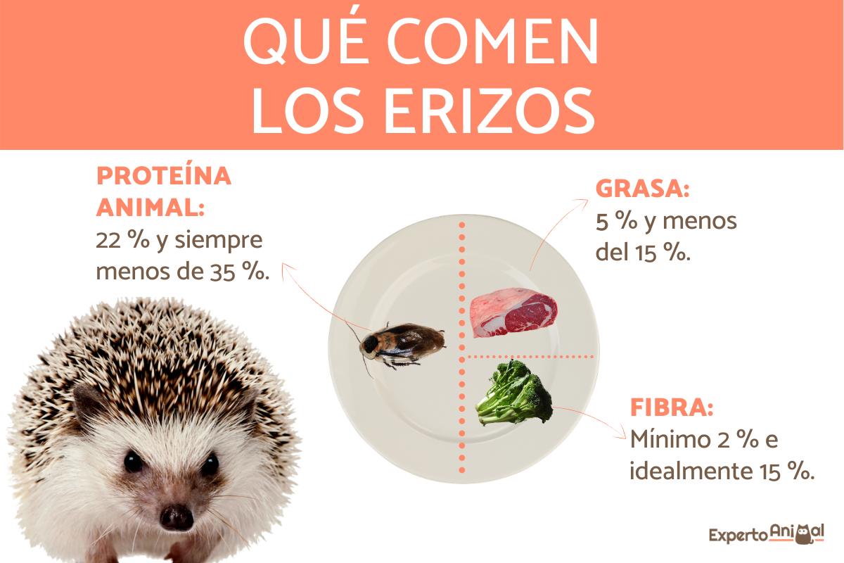 ¿Qué comen los erizos?