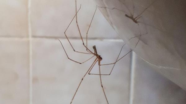 Si ves una araña de patas largas en casa, esto es lo que realmente significa y por qué es una buena señal - El simbolismo de las arañas en la tradición popular