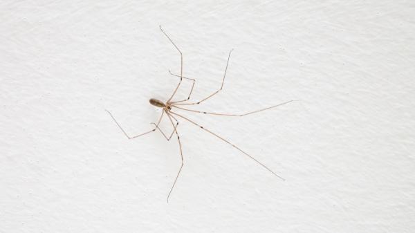 Si ves una araña de patas largas en casa, esto es lo que realmente significa y por qué es una buena señal - La verdadera razón por la que las arañas de patas largas aparecen dentro de casa