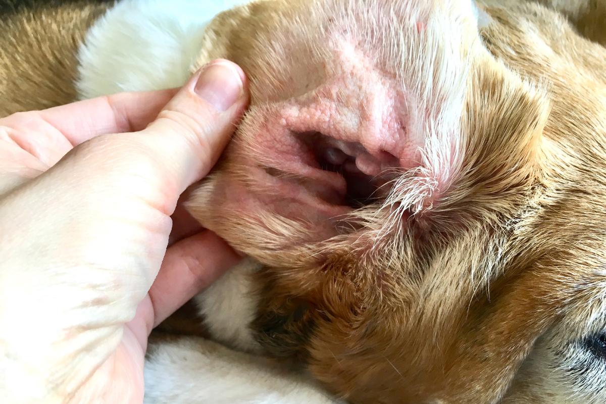 Orejas rojas en perros: causas y qué hacer