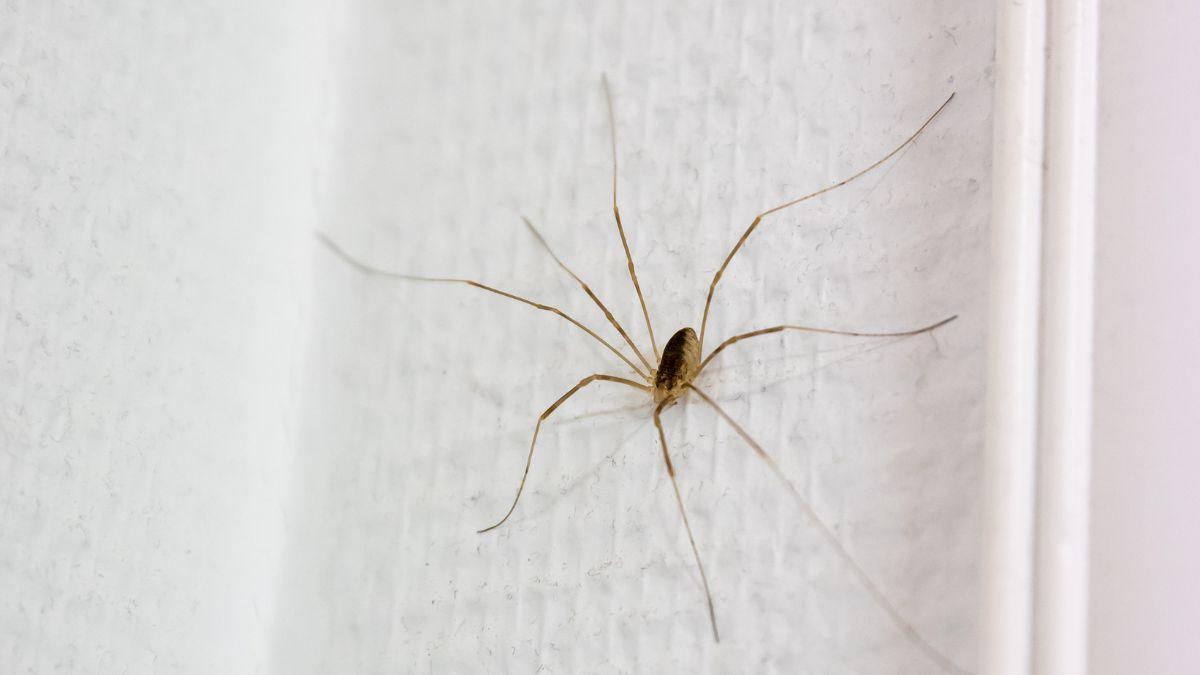 Si ves una araña de patas largas en casa, esto es lo que realmente significa y por qué es una buena señal