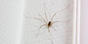 Si ves una araña de patas largas en casa, esto es lo que realmente significa y por qué es una buena señal