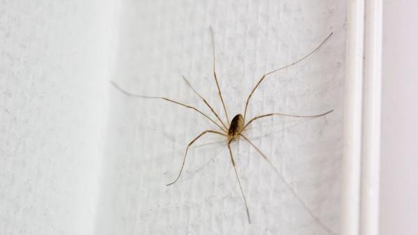 Si ves una araña de patas largas en casa, esto es lo que realmente significa y por qué es una buena señal