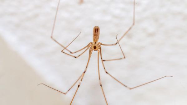 Si ves una araña de patas largas en casa, esto es lo que realmente significa y por qué es una buena señal - Tener una araña de patas largas cerca no siempre es algo malo: esta es su función