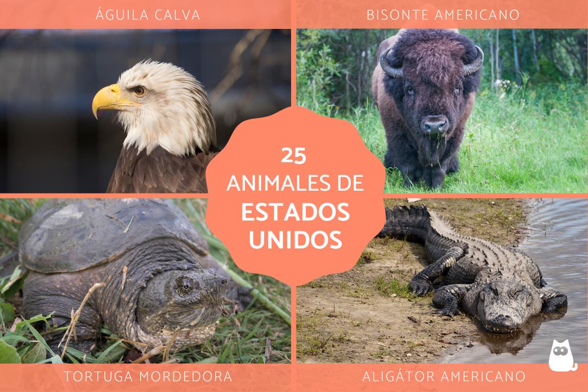 Animales de Estados Unidos