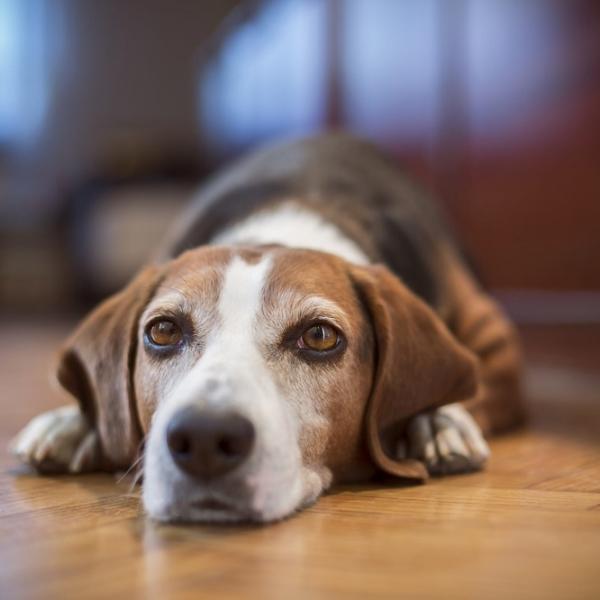 Como entretener a un perro solo en casa 7 Ideas y juegos