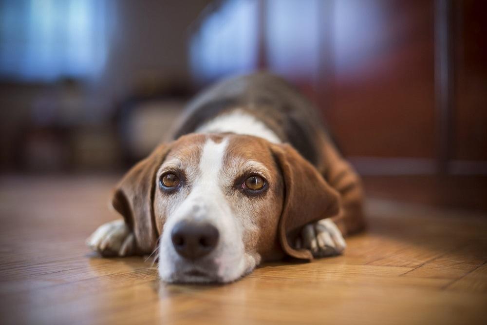 Como entretener a un perro solo en casa 7 Ideas y juegos