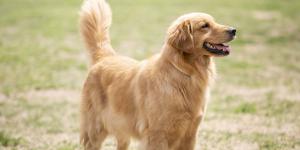 El gesto de la cola que muchos tutores interpretan mal: no siempre significa que el perro esté contento