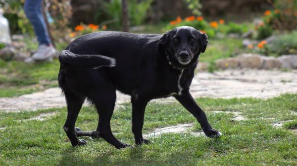 El gesto de la cola que muchos tutores interpretan mal: no siempre significa que el perro esté contento - No es solo alegría: estas son las emociones que un perro puede expresar al mover la cola