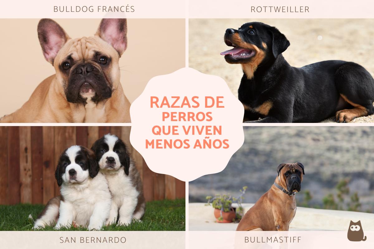 Razas de perros que viven menos años