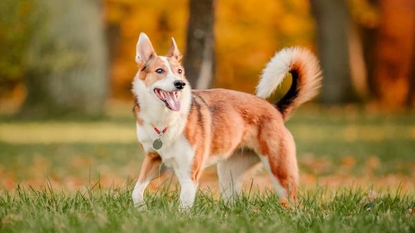 El gesto de la cola que muchos tutores interpretan mal: no siempre significa que el perro esté contento - Un estudio descubrió que los perros mueven la cola hacia un lado u otro según sus emociones