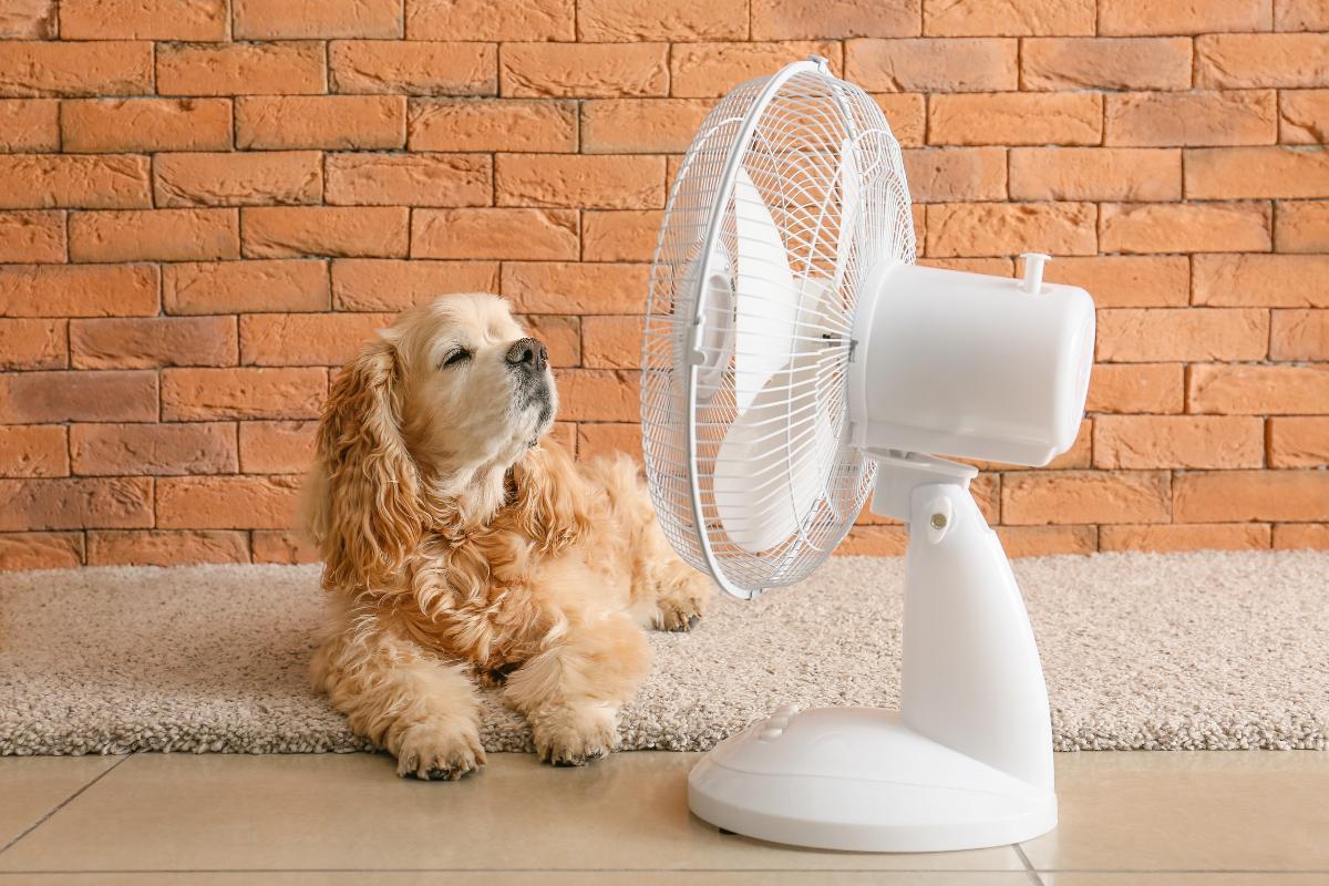 Ventilador, aire acondicionado y perros