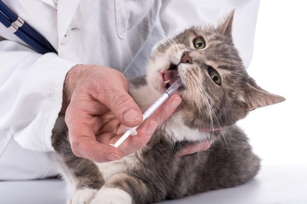 ¿Qué pasa si un gato no come en 3 días? - ¿Cómo tratar a un gato que lleva 3 días sin comer?