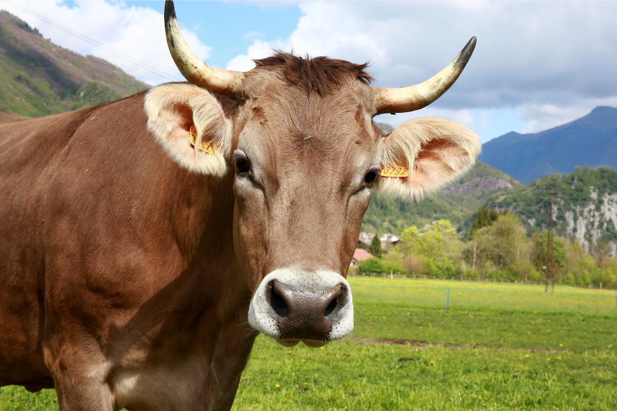 ¿Las vacas tienen cuernos?