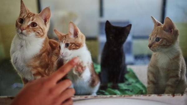 Proponen rebajar el IVA de los gastos de perros y gatos adoptados para aliviar a las familias y reducir el abandono - Los gastos veterinarios siguen siendo uno de los principales costes tras una adopción