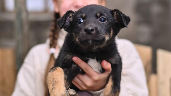 Proponen rebajar el IVA de los gastos de perros y gatos adoptados para aliviar a las familias y reducir el abandono - Por qué una rebaja del IVA podría impulsar que más perros y gatos encuentren un hogar