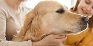 Proponen rebajar el IVA de los gastos de perros y gatos adoptados para aliviar a las familias y reducir el abandono
