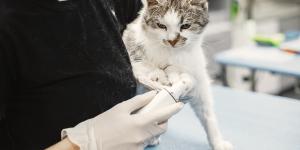 ¿Qué pasa si un gato no come en 3 días?