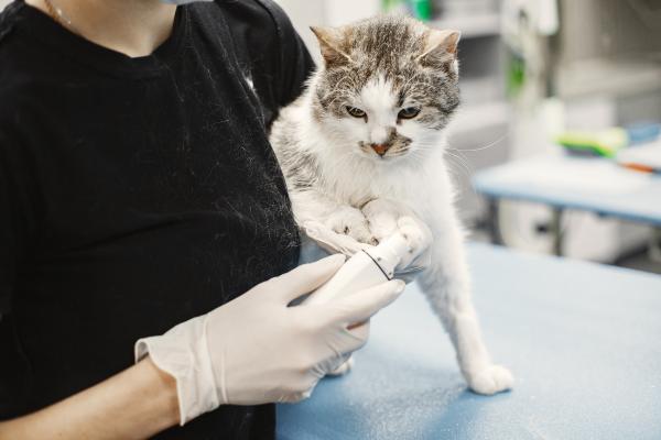 ¿Qué pasa si un gato no come en 3 días?