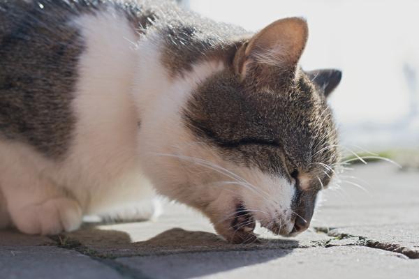 ¿Qué pasa si un gato no come en 3 días? - ¿Qué puede pasar si un gato no come en 3 días?