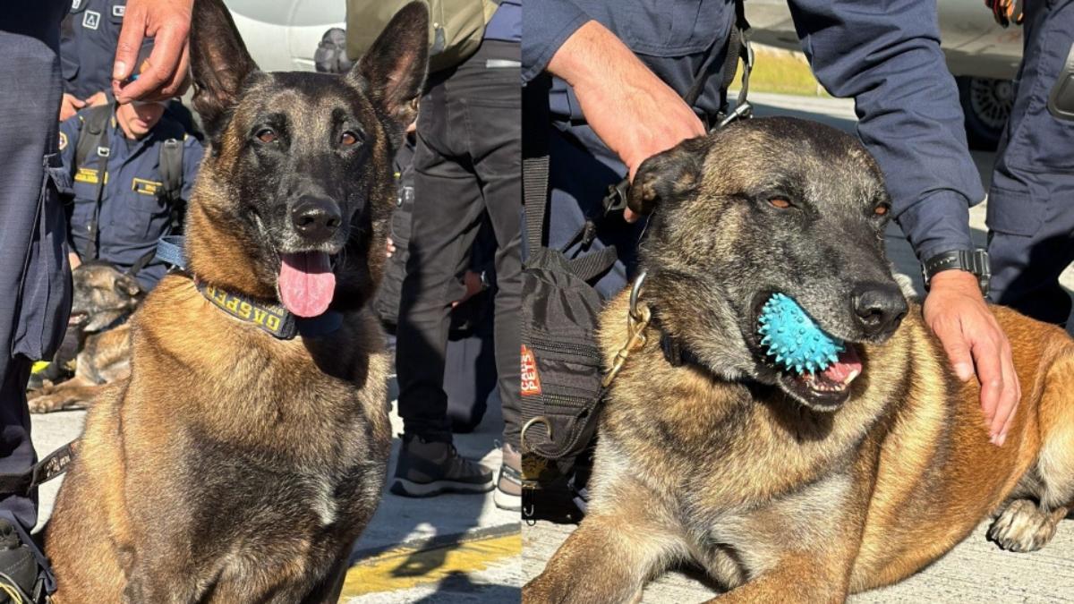 Cinco héroes de cuatro patas buscan supervivientes entre los escombros del terremoto de Colombia