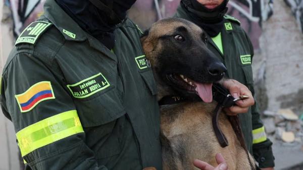 Cinco héroes de cuatro patas buscan supervivientes entre los escombros del terremoto de Colombia - Dastan y Gasper se unen a la carrera contra el tiempo en Cali