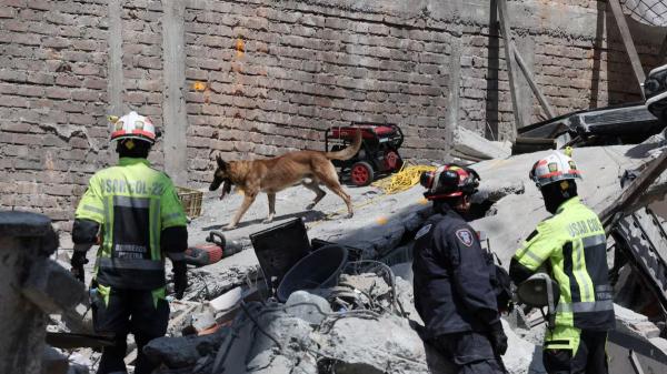 Cinco héroes de cuatro patas buscan supervivientes entre los escombros del terremoto de Colombia - Las tres perras de rescate que rastrean los escombros de Quibdó en busca de supervivientes