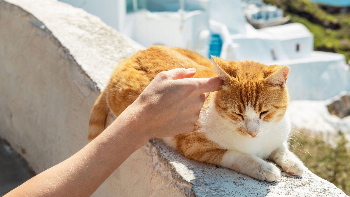 Buscan voluntarios para vivir gratis en una isla griega a cambio de cuidar gatos: el plazo para apuntarse termina el 30 de septiembre