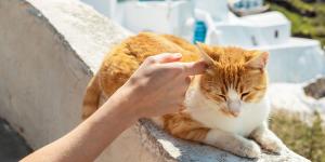 Buscan voluntarios para vivir gratis en una isla griega a cambio de cuidar gatos: el plazo para apuntarse termina el 30 de septiembre