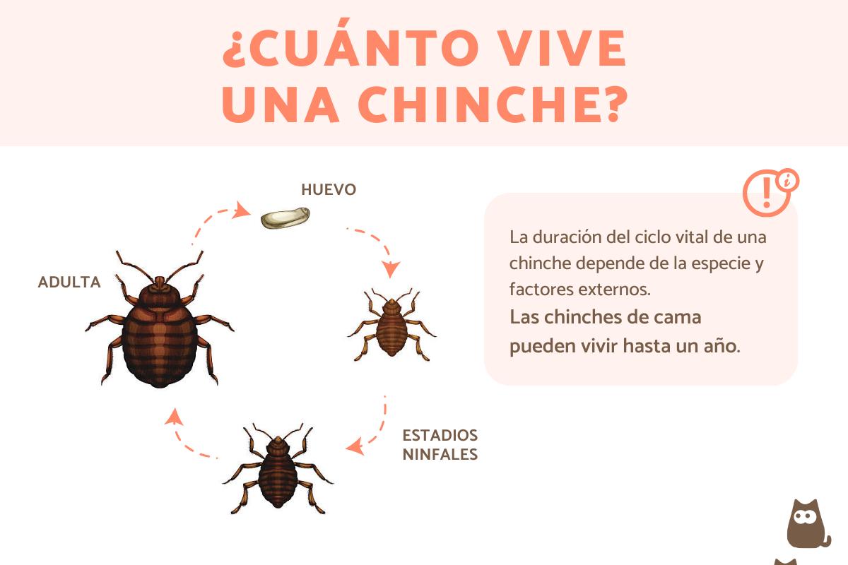 ¿Cuánto viven las chinches?