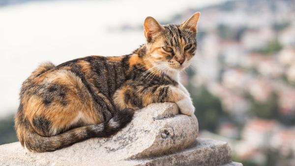 Buscan voluntarios para vivir gratis en una isla griega a cambio de cuidar gatos: el plazo para apuntarse termina el 30 de septiembre - Cuidar a los gatos es solo una parte: el voluntariado exige seis hora diarias, cinco días a la semana