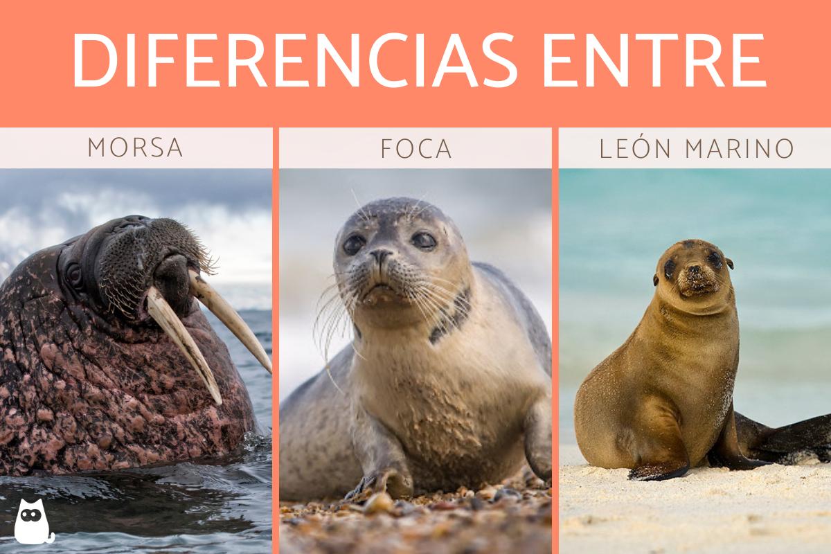 Diferencias entre morsa, foca y león marino