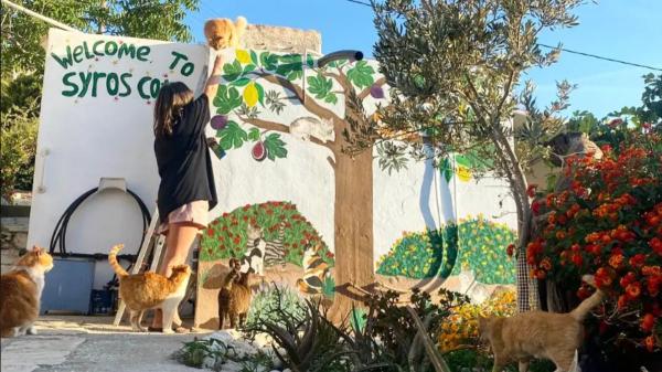 Buscan voluntarios para vivir gratis en una isla griega a cambio de cuidar gatos: el plazo para apuntarse termina el 30 de septiembre - La organización busca voluntarios que puedan quedarse al menos un mes