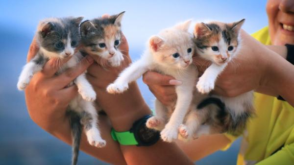 Buscan voluntarios para vivir gratis en una isla griega a cambio de cuidar gatos: el plazo para apuntarse termina el 30 de septiembre - Una ayuda que también busca reducir la población de gatos callejeros