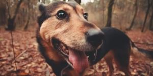 Aumentan los casos por picadura de procesionaria: los veterinarios explican cómo actuar