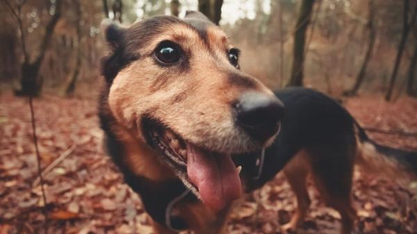 Aumentan los casos por picadura de procesionaria: los veterinarios explican cómo actuar